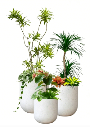 奉化绿植租摆安装-宁波绿化养护时间-余姚花木租赁合同模板-江北花木租赁常见问题